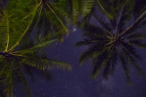 A palm tree under a starry sky Stock Photos