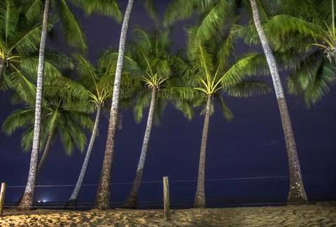 A palm tree under a starry sky Stock Photos