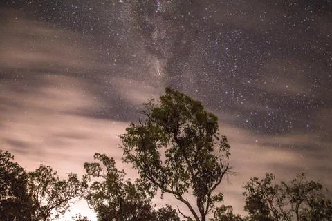 A palm tree under a starry sky Stock Photos