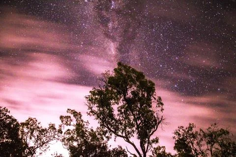 A palm tree under a starry sky Stock Photos
