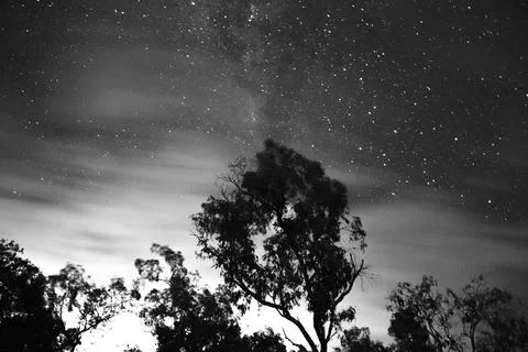 A palm tree under a starry sky Foto stock