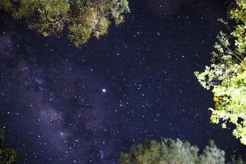 A palm tree under a starry sky Stock Photos