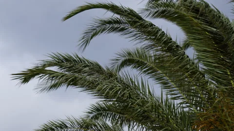 Palm tree on under strong wind. Stock Footage 195997206