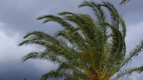 Palm tree on under strong wind. Stock Footage 196002818