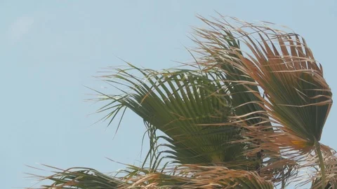 Palm Tree Under Strong Wings Slow Motion Stock Footage 86317716