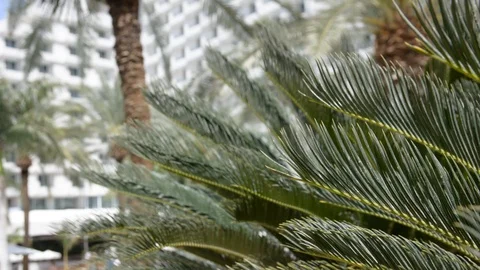 Palm tree with unfocused hotel on background  Видео 106353105