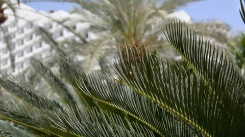 Palm tree with unfocused hotel on background  스톡 동영상 106353206