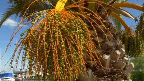 Palm Tree with Unripe Dates in the Marina Stock Footage 314432586