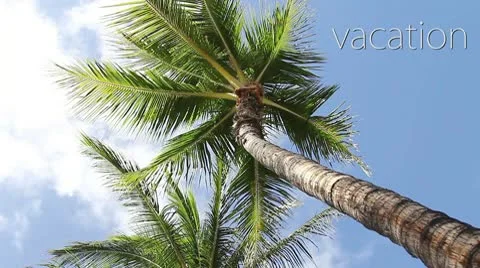 Palm tree Vacation Stock Footage 8998868