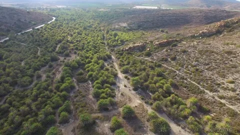 Palm tree valley Stock-Footage 272253994