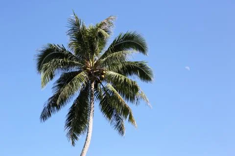 Palm tree, vanuatu Foto stock