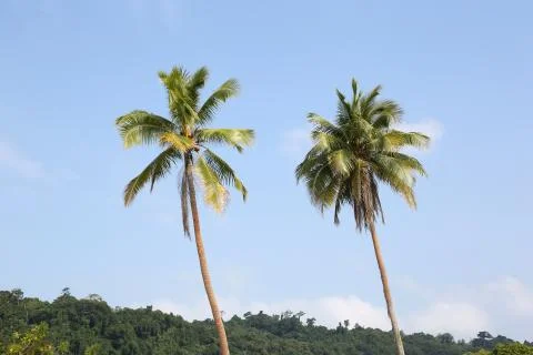 Palm tree, vanuatu Foto stock