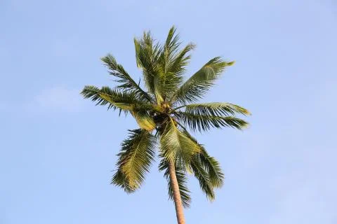 Palm tree, vanuatu Stock Photos