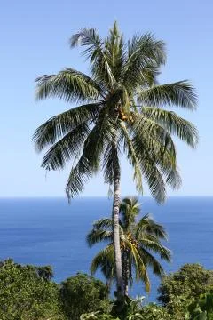 Palm tree, vanuatu Stock Photos