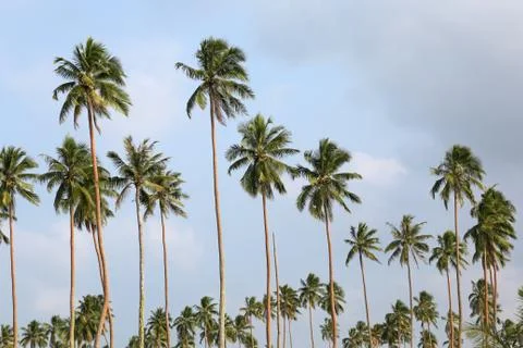 Palm Tree, Vanuatu Foto stock