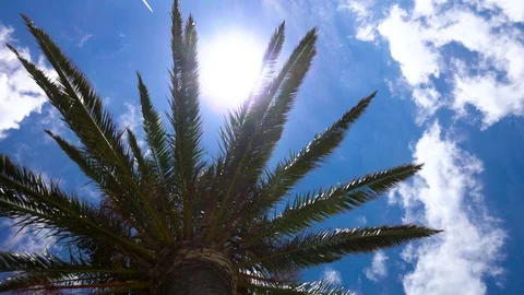 PALM TREE VAPOUR TRAIL Stock Footage 93602411