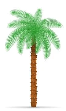 Palm tree vector illustration Stock Illustration