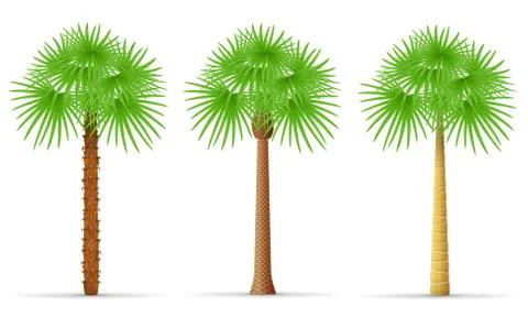 Palm tree vector illustration Stock Illustration