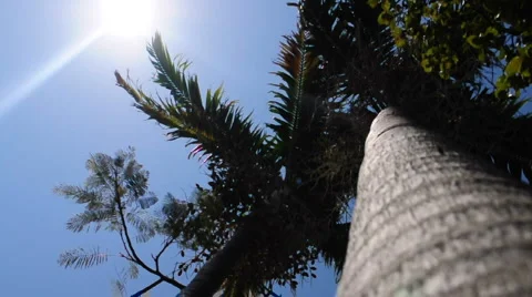 Palm Tree Vertical view 動画素材 2200493