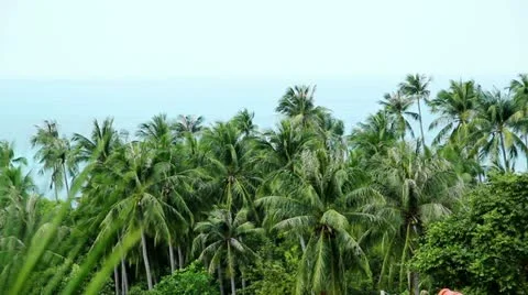 Palm tree video background Video stock 21896936