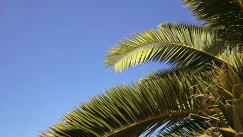 Palm tree video background wallpaper right corner Stock Footage 251563790