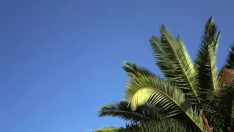 Palm tree video background wallpaper right Stock Footage 251563824