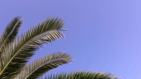 Palm tree video background wallpaper Stock Footage 251563901