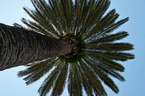 Palm tree view from below against the blue sky. Bottom view. Stock Photos
