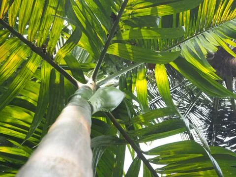 Palm tree, a view from below close up Stock Photos