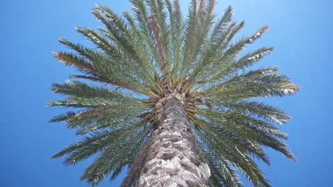 Palm tree view from below. Stock Footage 250535520