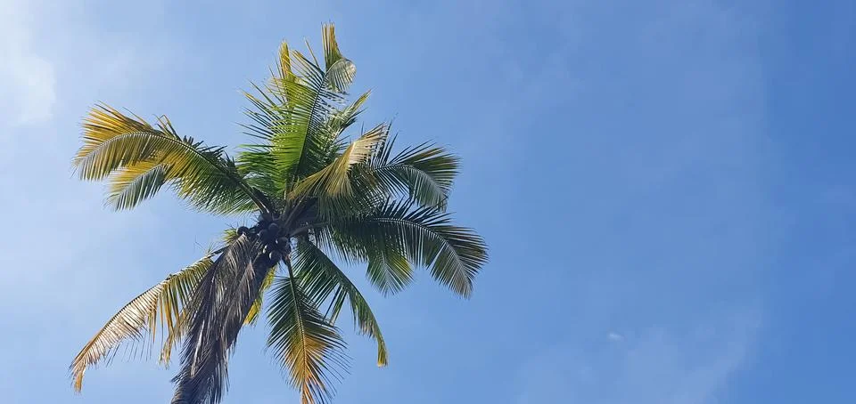 Palm tree view from below. Vacation concept. Natural background.Idyllic green Stock Photos