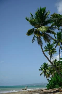 Palm tree view on blue sky background. Ocean perspective Stock Photos