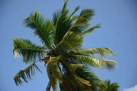 Palm tree view on blue sky background. Palm perspective Stock Photos