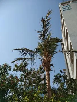 The palm tree view with the blue sky Stock Photos