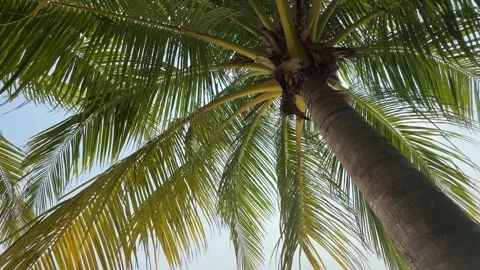 Palm tree view from bottom up, close up. Summer in the tropics Stock Footage 306040704