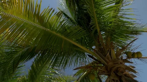 Palm tree view from the bottom Stock Footage 73891892