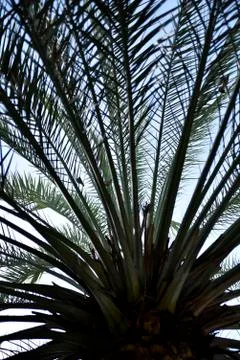 Palm tree view from down at the park Stock Photos