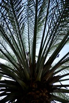 Palm tree view from down at the park Foto stock