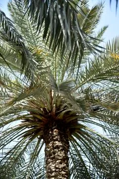 Palm tree view from down at the park Foto stock