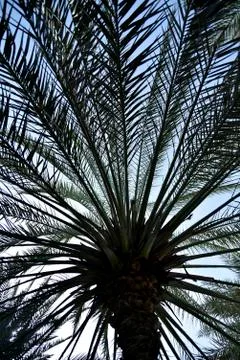 Palm tree view from down at the park Foto stock