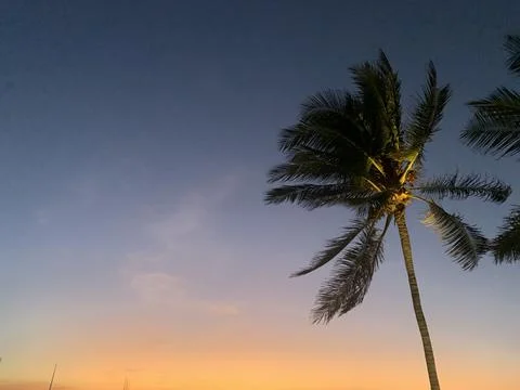 The palm tree view in the evening Stock Photos
