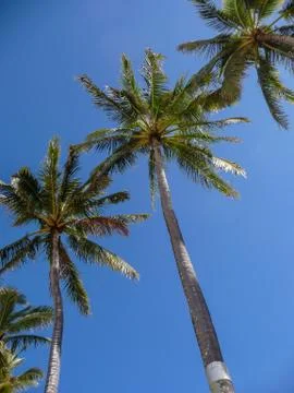 Palm tree view from the ground Stock Photos