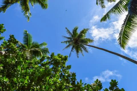 Palm Tree View from the Ground Stock Photos