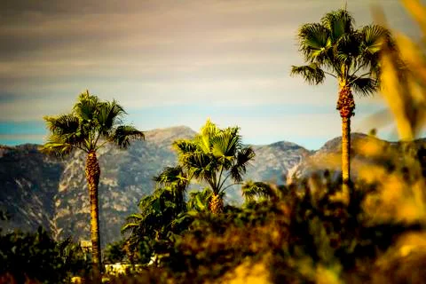 Palm tree view Foto stock