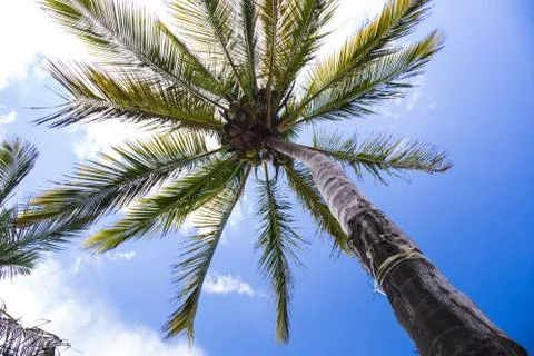 Palm tree viewed from below upwards high above Stock Photos