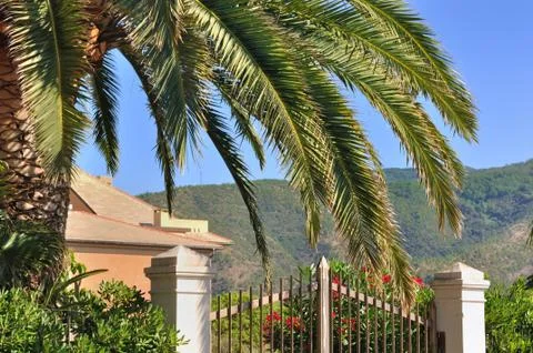 Palm tree in a villa Stock Photos