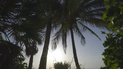 Palm Tree Walk on Beach with Sun Stock Footage 319629699