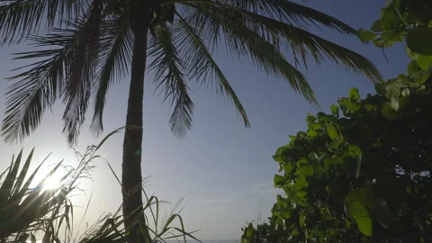 Palm Tree Walk on Beach with Sun 2 Stock Footage 319630012