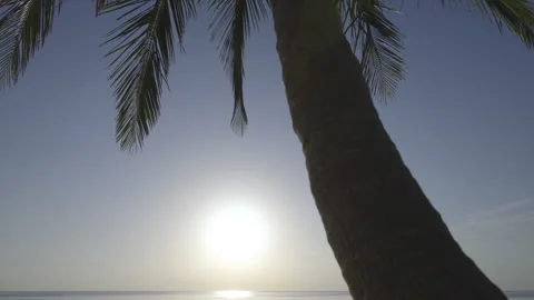 Palm Tree Walk on Beach with Sun 3 Stock Footage 319632042