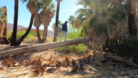 Palm tree walking Video stock 153269208